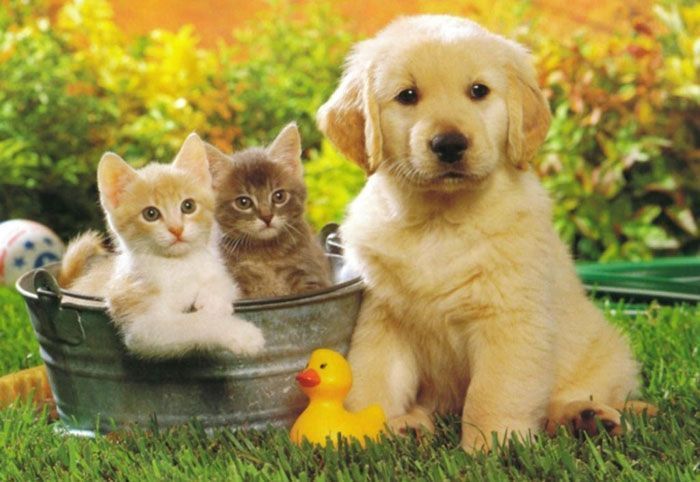 Alojamiento acepta mascotas y perros