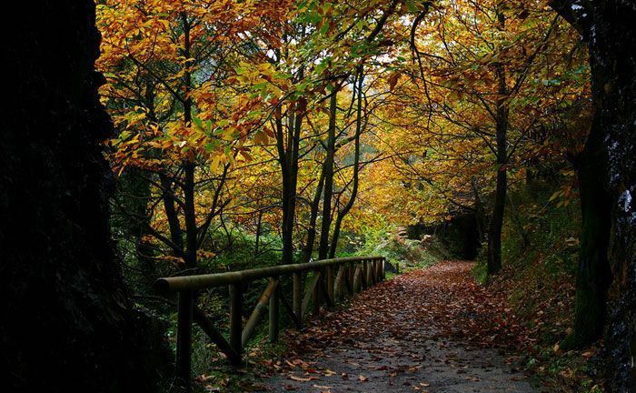 Ruta del Oso, via verde en Asturias