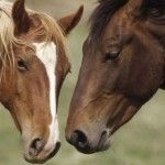 Rutas para montar a caballo en Asturias, Teverga