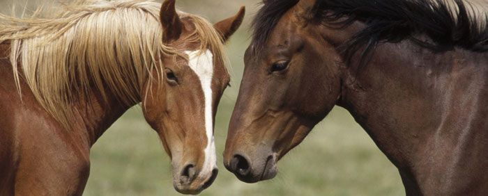 Rutas para montar a caballo en Asturias, Teverga