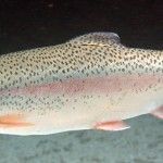 Pesca en Teverga, trucha