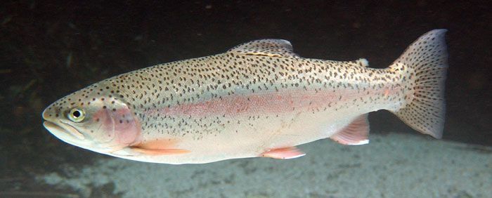 Pesca en Teverga, trucha
