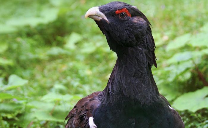 Ave Urugallo Cantabrico Asturias