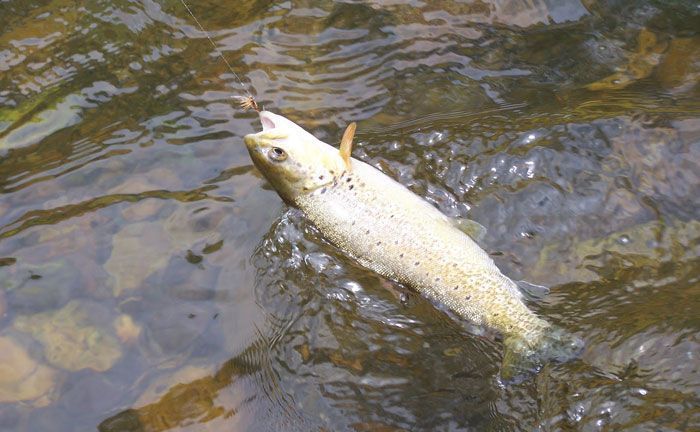 Pesca trucha en Teverga, Asturias