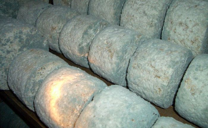 Queso asturiano