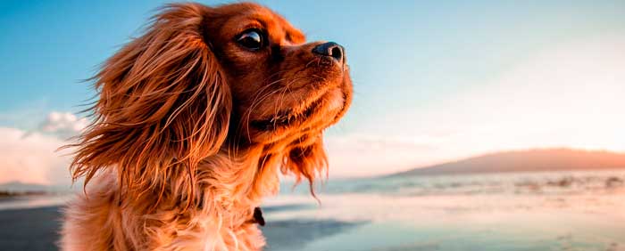 playas para perros asturias